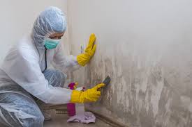 Best Attic Mold Removal  in Kingston, OK